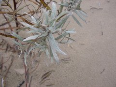 Salix candida