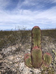 Ferocactus pilosus