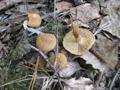 Inocybe dulcamara