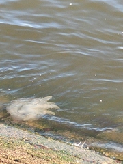 Catostylus tagi