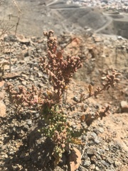 Chenopodiastrum murale