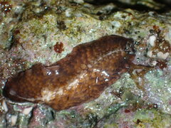 Thysanozoon brocchii