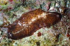 Thysanozoon brocchii