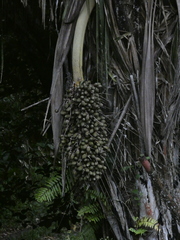Attalea
