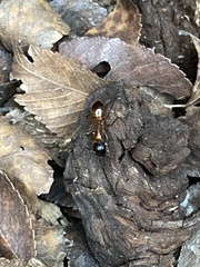 Camponotus sansabeanus