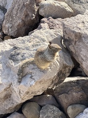 Otospermophilus beecheyi