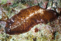 Thysanozoon brocchii