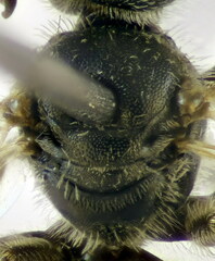Lasioglossum griseolum