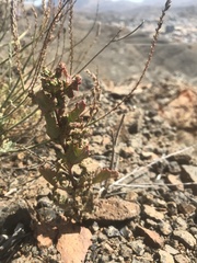 Chenopodiastrum murale