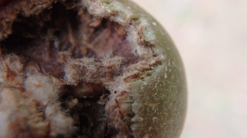 Fungi Including Lichens