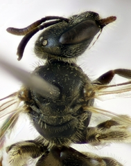 Lasioglossum griseolum