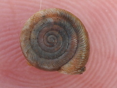 Polygyra