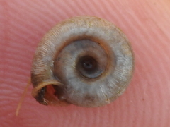 Polygyra
