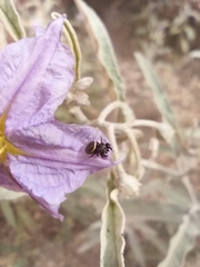 Sassacus papenhoei
