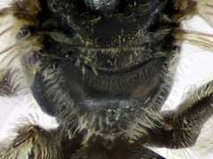 Lasioglossum griseolum