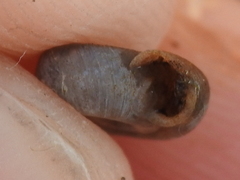 Polygyra