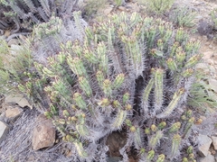 Euphorbia heptagona