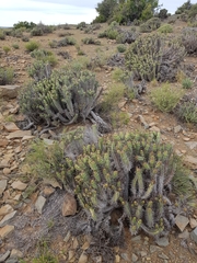 Euphorbia heptagona