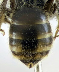 Lasioglossum griseolum