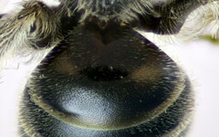 Lasioglossum griseolum