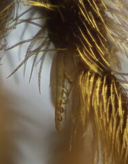 Lasioglossum griseolum