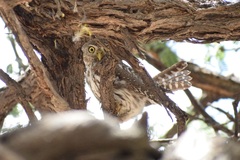Glaucidium perlatum