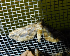 Pelurga comitata