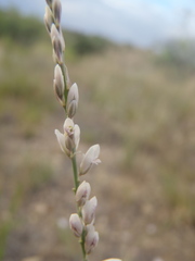 Polygala hemipterocarpa