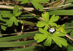 Geranium homeanum