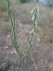 Polygala hemipterocarpa