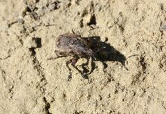 Leucophyes pedestris