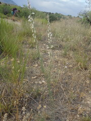 Polygala hemipterocarpa