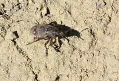 Leucophyes pedestris