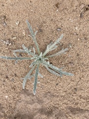 Baileya pauciradiata