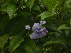 Brunfelsia pauciflora