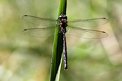 Austroaeschna pulchra