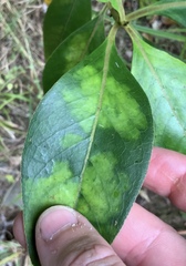 Phyllocoptes coprosmae