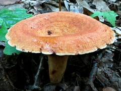 Lactarius peckii