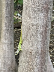 Anolis extremus
