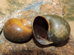 Pomacea flagellata