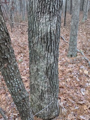 Aleurodiscus oakesii