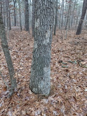 Aleurodiscus oakesii