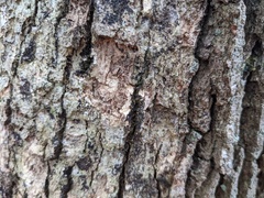 Aleurodiscus oakesii