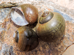 Pomacea flagellata