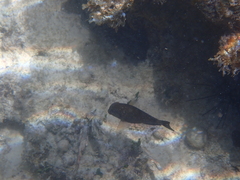 Acanthurus