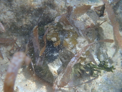 Lytechinus variegatus