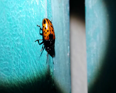 Pselaphacus signatus