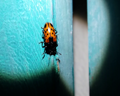 Pselaphacus signatus