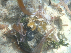 Lytechinus variegatus