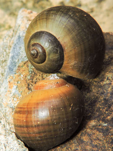 Chivita Snail